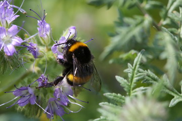 Bumblebee