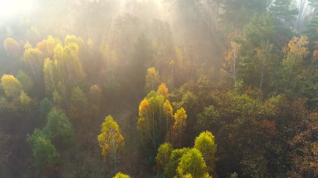 Mixed european autumn forest. Flying over beautiful color autumn trees in foggy sunrise. Sun rays breaking through the trees. Aerial view