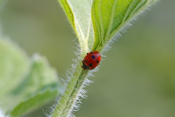 Ladybug