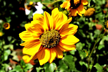 beautiful sunflower