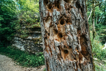 Woodpecker made holes in the tree. A woodpecker drills into the trunk of a dead or dying tree in...