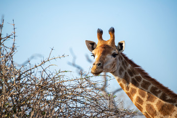 portrait of a elegant giraffe