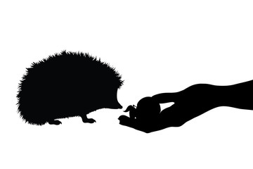 Vector silhouette of person who give food hedgehog on white background. Symbol of animal, eat, care, save, forest, autumn. © majivecka