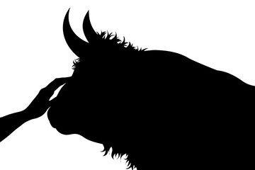 Vector silhouette of person who fondle his bull on white background. Symbol of animal, pet, cow, beef, care, love, save, vet, veterinary, farm.