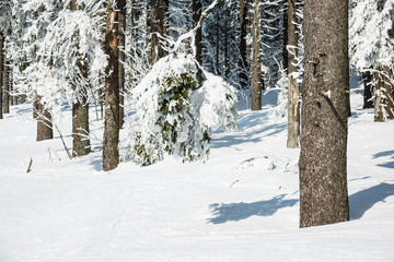 Winter im Riesengebirge bei Janske Lazne, Tschechien