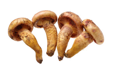 boletus mushrooms on white background