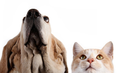 Dog and domestic cat on white background - 301546714