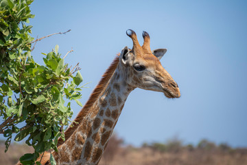 Obraz premium portrait of a elegant giraffe