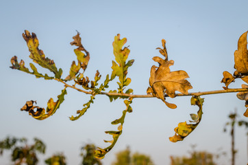 Yellow autumn leaves of deciduous trees-background
