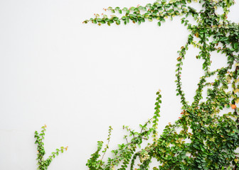 Ficus Pumila tropical​ beautiful​ ivy plant​ on​ white​ wall
