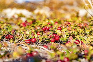 wild berry growing in the tundra