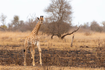 a young giraffe walking through the african savannah