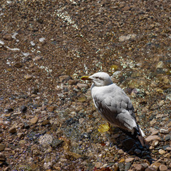 seagull on rock