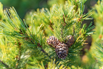 Obraz premium Ripe cedar cones on cedar branches