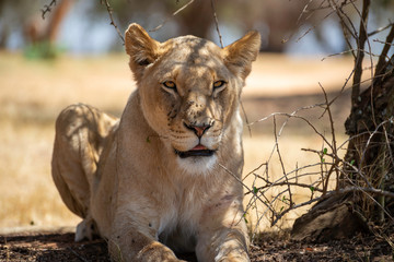 portrait of a beautiful female lion relaxing in the african savannah