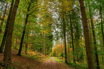 Obraz premium The Black forest at autumn