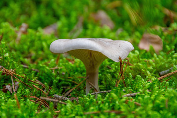 The mushroom in the Black Forest at autumn