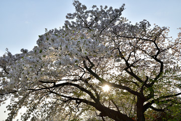 桜
