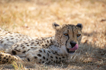 portarit of beautiful cheetah in the african savannah