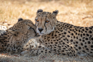 Portrait of a couple of two lovely cheetahs in the african savannah
