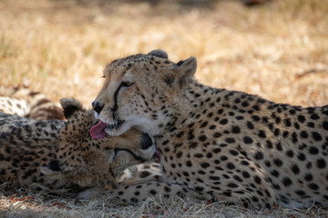 Portrait of a couple of two lovely cheetahs in the african savannah