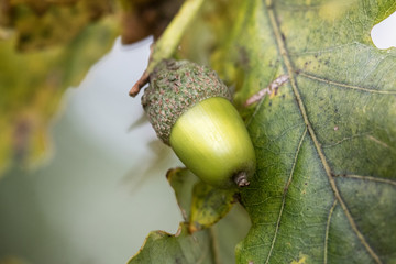 acorn on leaf