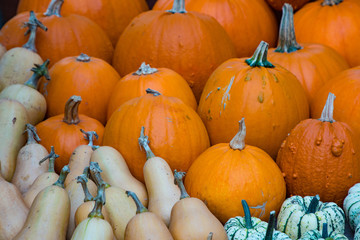 pumpkins and gourds
