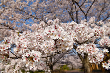 桜