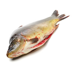 Raw fish carp on white background 