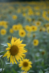 field of sunflowers