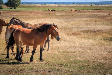 Pferde auf der Insel Hiddensee