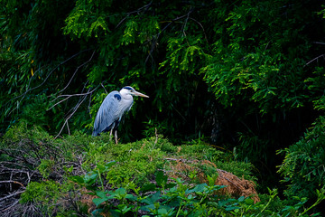 Un ave parada en medio de un bosque. 