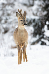 A sweet roe deer male, capreolus capreolus, standing attentively in the snowy weather on the forest meadow. A solitary young buck with snowflakes on the nose.