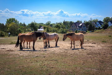 Pferde auf der Insel Hiddensee