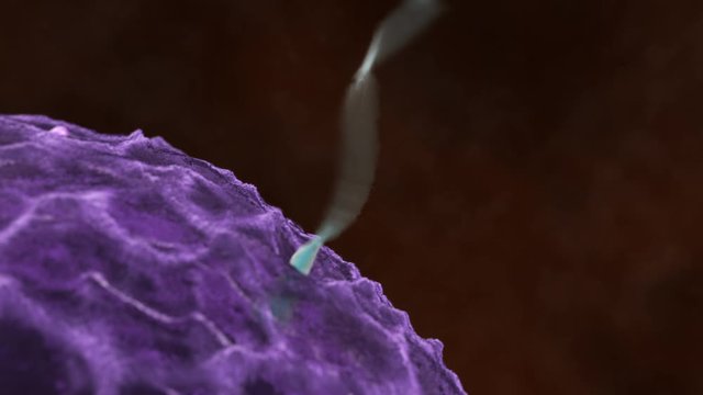 Sperm penetrates Egg