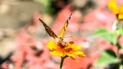 swallowtail butterfly on the cosmos flower in Sochi, Russia.