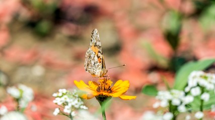 swallowtail butterfly on the cosmos flower in Sochi, Russia.