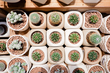 Small cactus is pot for decoration
