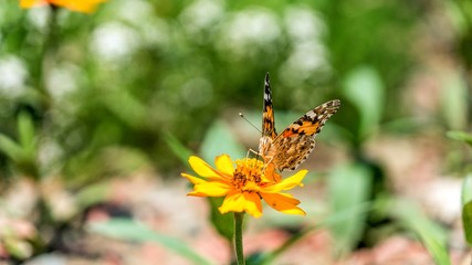 swallowtail butterfly on the cosmos flower in Sochi, Russia.