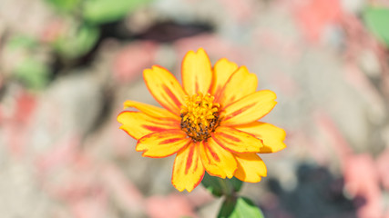 Close up of beautiful cosmos flower in Sochi, Russia.