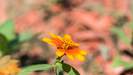 Close up of beautiful cosmos flower in Sochi, Russia.