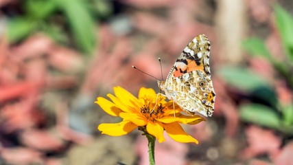 Monarch butterfly on the cosmos flower in Sochi, Russia.