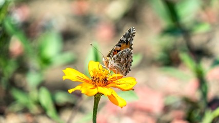 Monarch butterfly on the cosmos flower in Sochi, Russia.