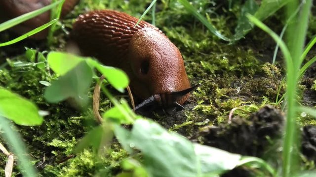 Red Slugs (arion rufus) Closeup 2