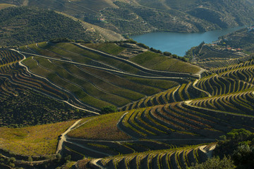 Alto Douro vinhateiro vineyards during harvesting season (vindima) - UNESCO World Heritage 