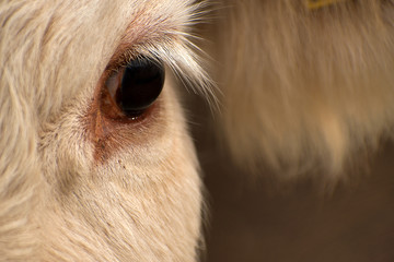 Cows in the pasture. White cattle living outdoors in nature. Meat breed. Close-up of head with eye