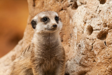 Fototapeta premium Suricate