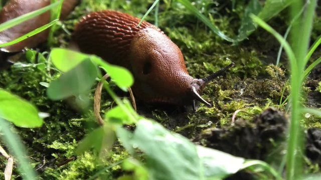 Red Slugs (arion rufus) Closeup 3