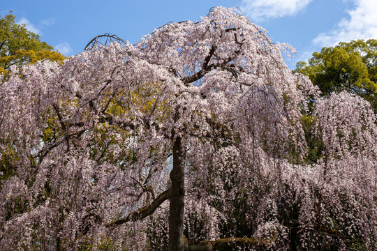 京都御苑出水小川の枝垂桜