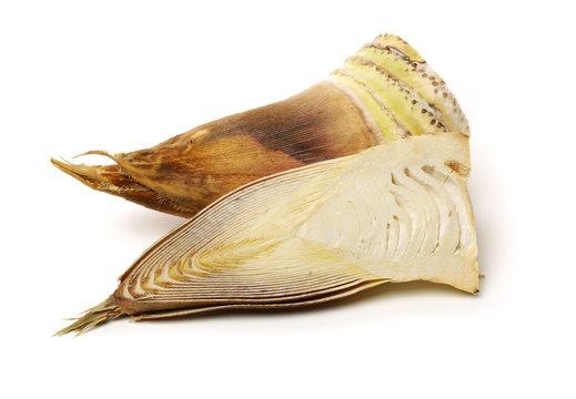 Bamboo shoot on the white background 
